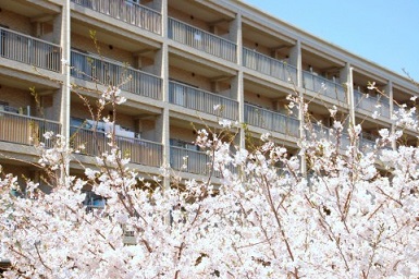 桜とマンション.jpg